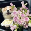 Picture of 周梓萌 23310130