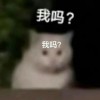 Picture of 张盟杨 23322086
